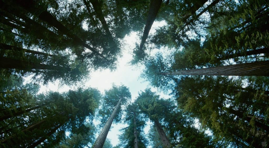 tree3