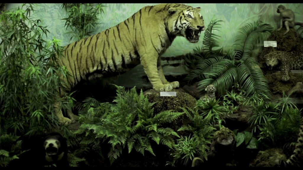 tiger 200 kb