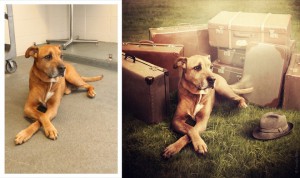 dogs1