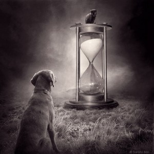 dogs10