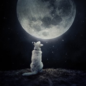 dogs12
