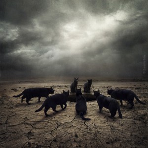 dogs13