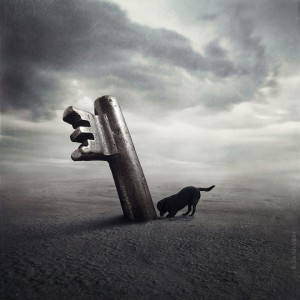 dogs14