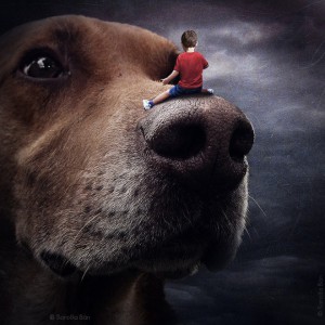 dogs15