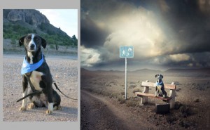 dogs2