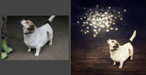 dogs3