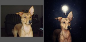 dogs4