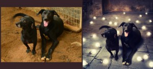 dogs5
