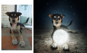 dogs6