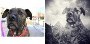 dogs7