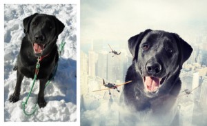 dogs8