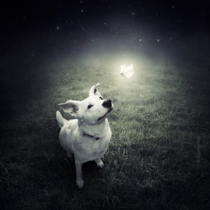 dogs9