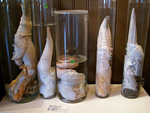 museum5