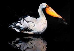 Pelican Bodypainting Gesine Marwedel