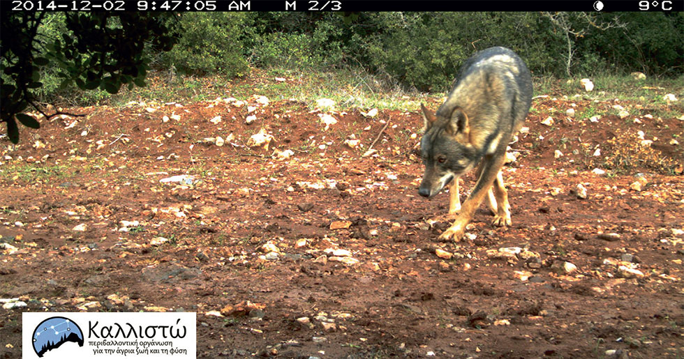 lykos2