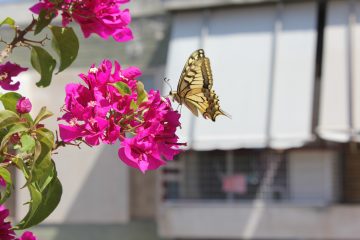 petalouda2