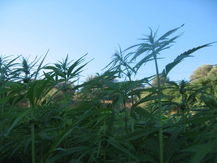 cannabio4