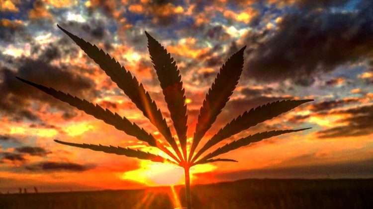 cannabio5