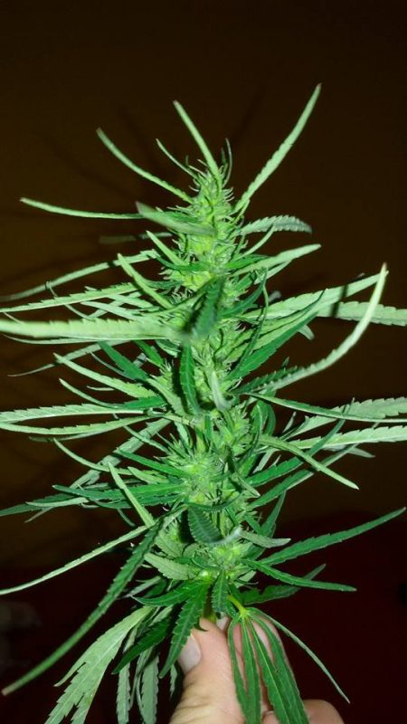 cannabio6