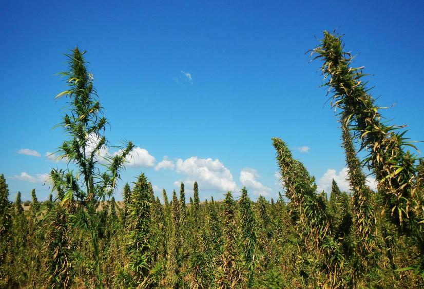 kannabis-4