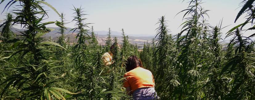 kannabis-5